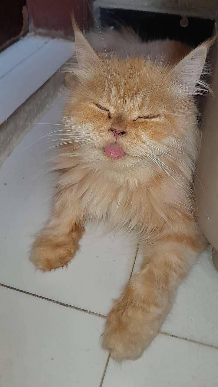 Persian cat 1