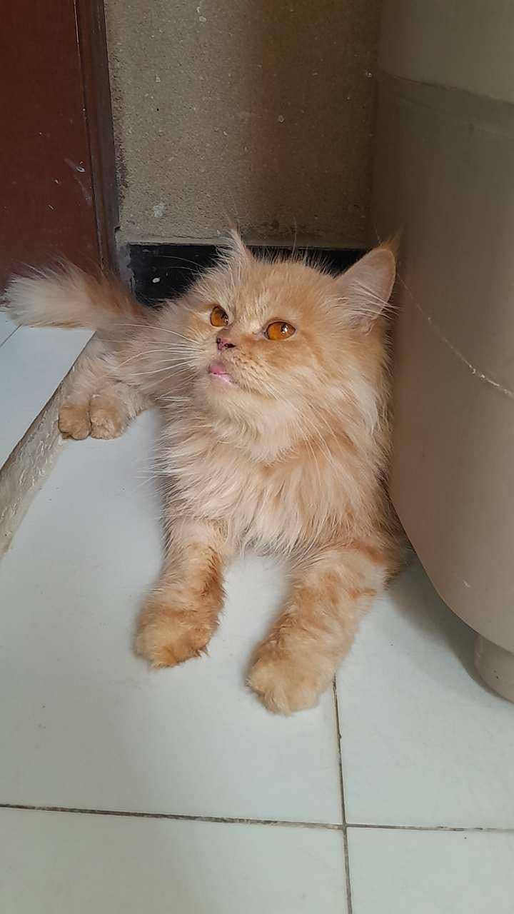 Persian cat 2