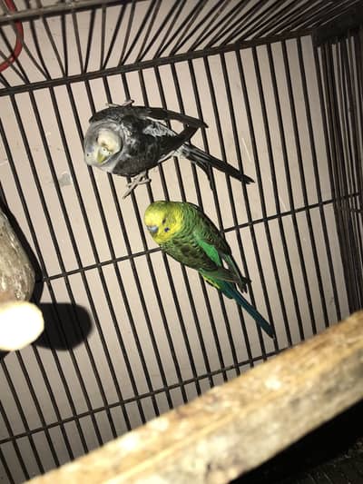 Black wing Top quality Pair