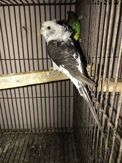 Black wing Top quality Pair