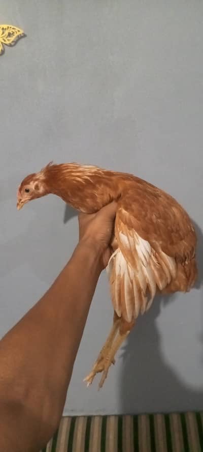 RIR BREED HEN FOR SALE