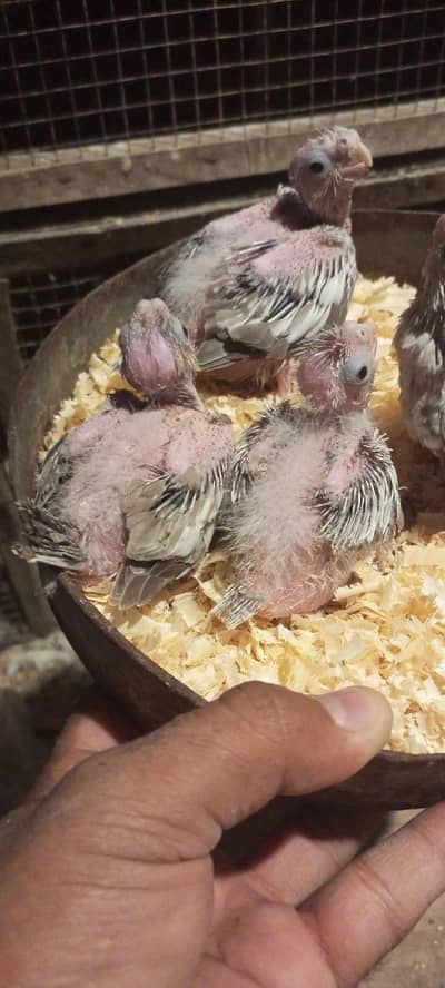 cocktail chick