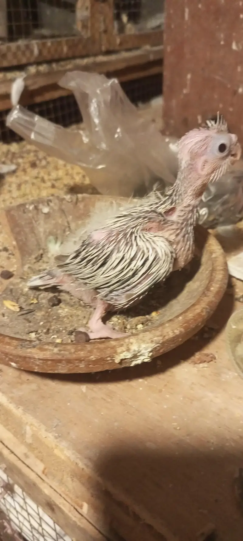 cocktail chick — photo 2