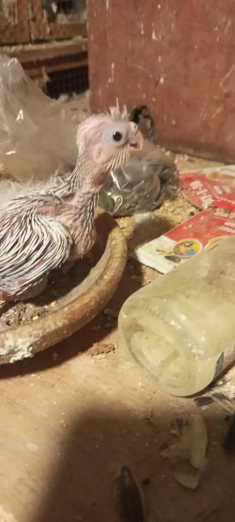 cocktail chick — photo 3