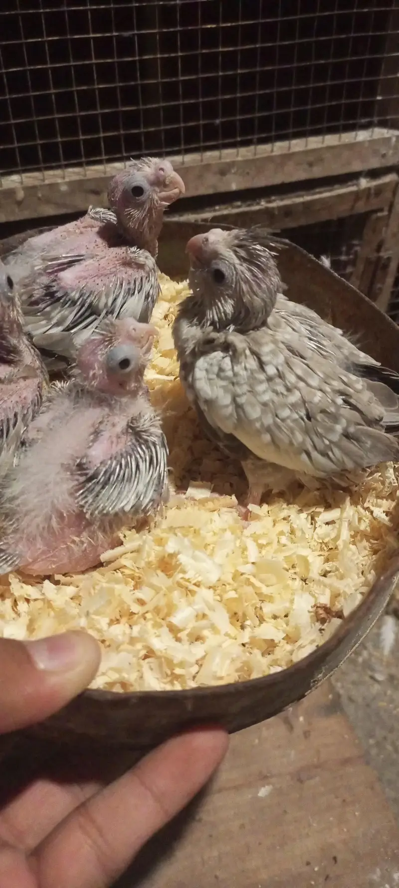 cocktail chick — photo 4