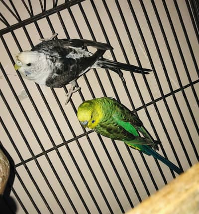 Black wing Top quality Pair