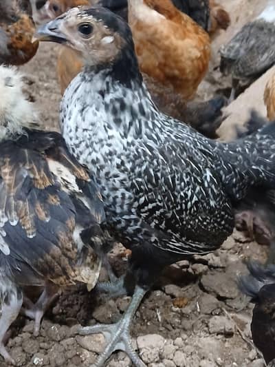 Golden Desi Pure Misri F1 A+ Breed WhatsApp 03304503477
