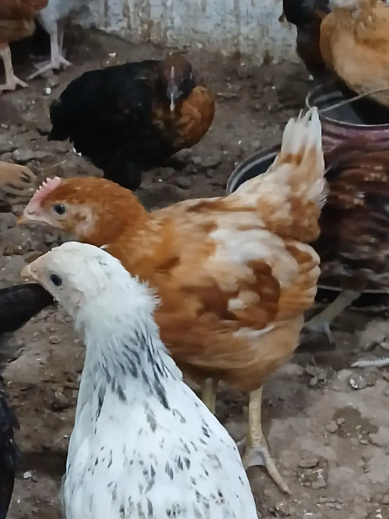 Golden Desi Pure Misri F1 A+ Breed WhatsApp 03304503477 — photo 2