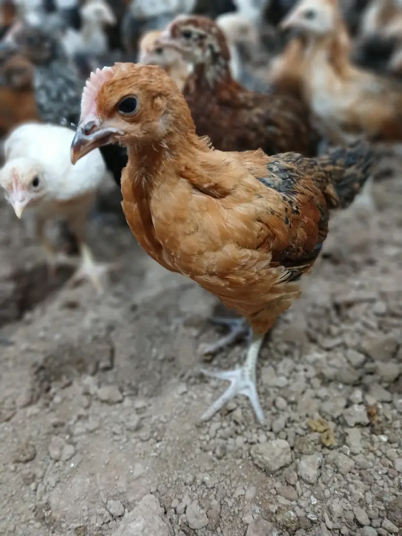 Golden Desi Pure Misri F1 A+ Breed WhatsApp 03304503477 — photo 3