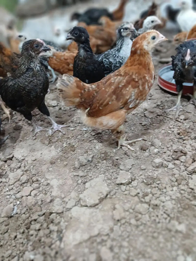 Golden Desi Pure Misri F1 A+ Breed WhatsApp 03304503477 — photo 4