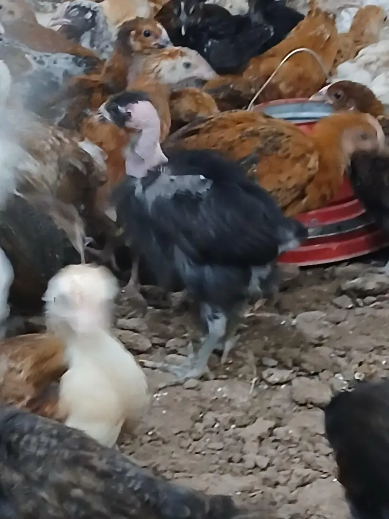 Golden Desi Pure Misri F1 A+ Breed WhatsApp 03304503477 — photo 6