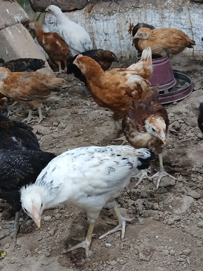Golden Desi Pure Misri F1 A+ Breed WhatsApp 03304503477 — photo 7