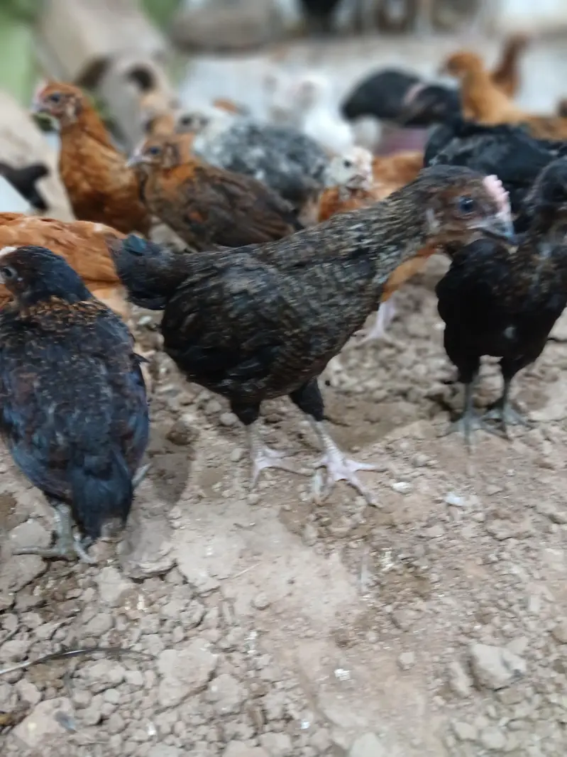 Golden Desi Pure Misri F1 A+ Breed WhatsApp 03304503477 — photo 8