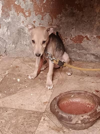 puppy dog's pair available hay pure bagyare breed hay full dangers