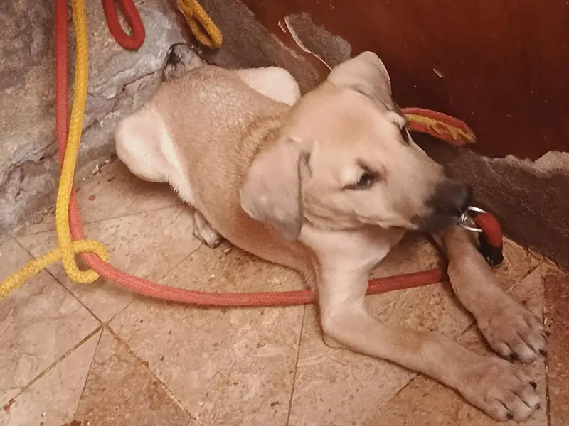 puppy dog's pair available hay pure bagyare breed hay full dangers — photo 3