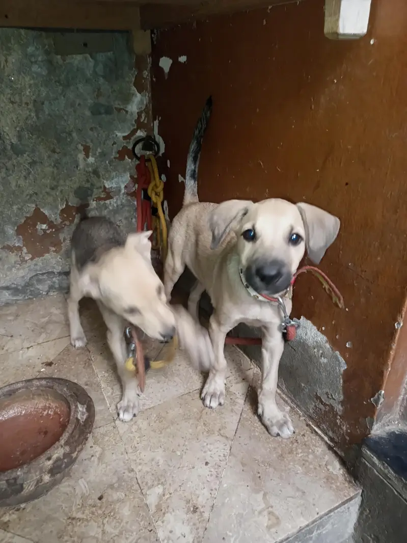 puppy dog's pair available hay pure bagyare breed hay full dangers — photo 4