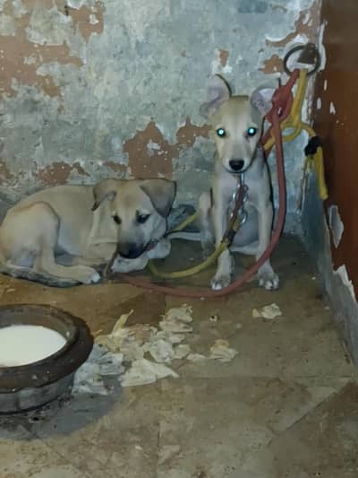 puppy dog's pair available hay pure bagyare breed hay full dangers