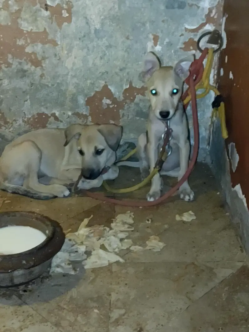 puppy dog's pair available hay pure bagyare breed hay full dangers — photo 5