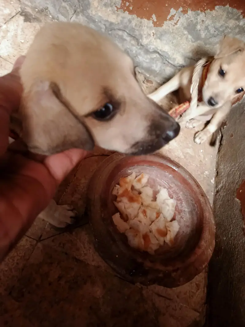 puppy dog's pair available hay pure bagyare breed hay full dangers — photo 7