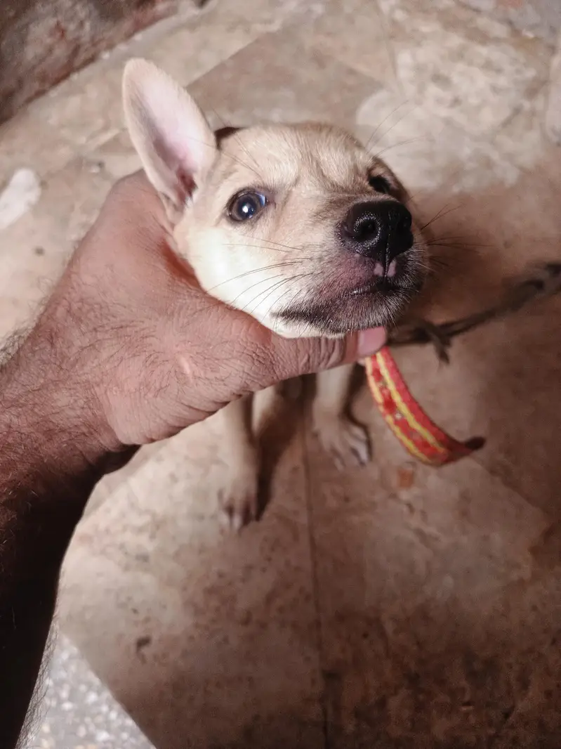 puppy dog's pair available hay pure bagyare breed hay full dangers — photo 8
