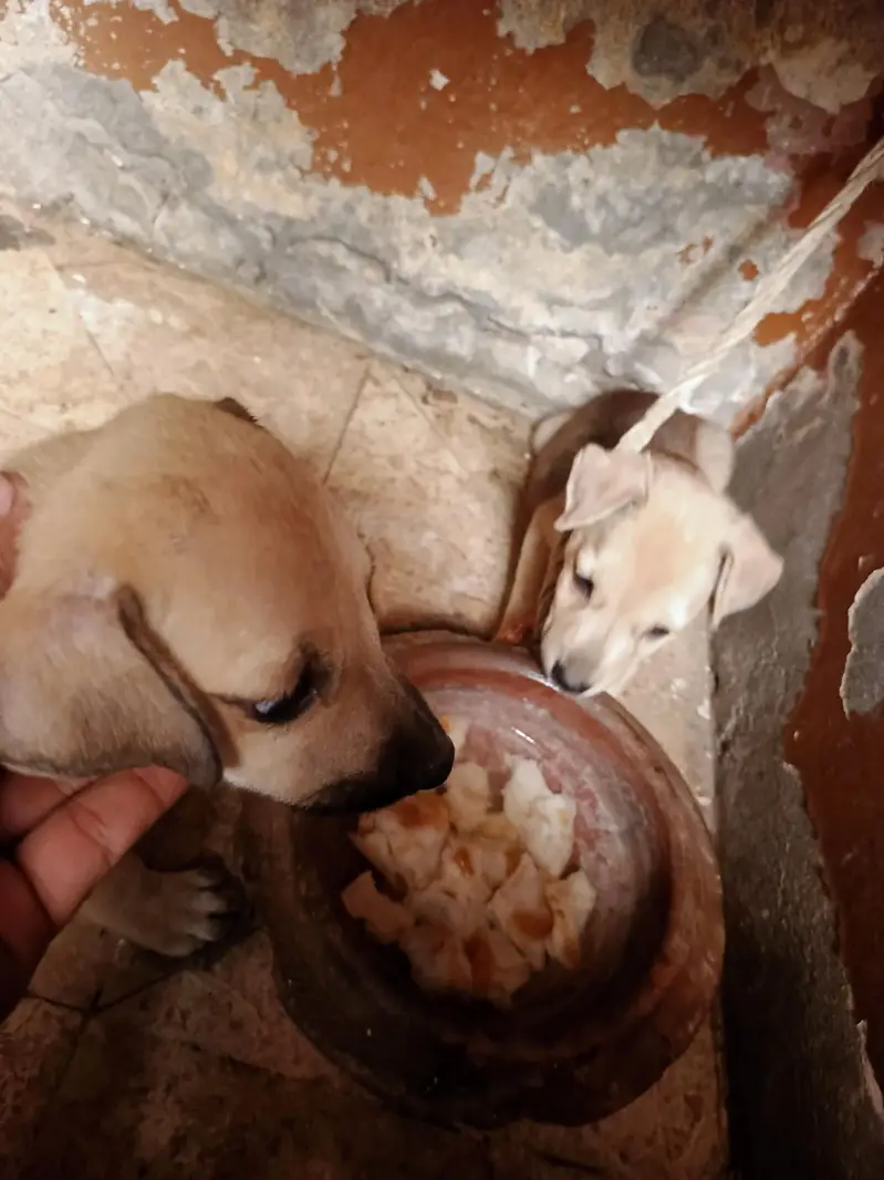 puppy dog's pair available hay pure bagyare breed hay full dangers — photo 10