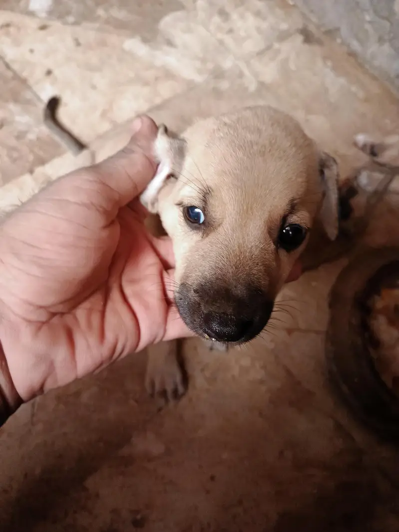 puppy dog's pair available hay pure bagyare breed hay full dangers — photo 11