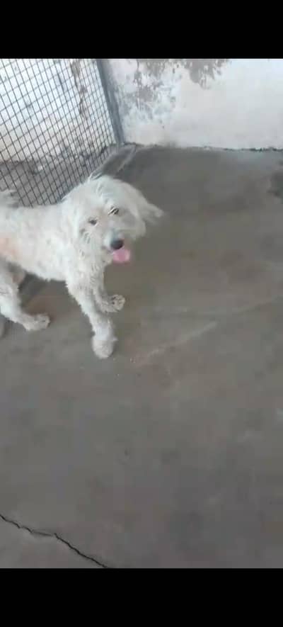 poodle