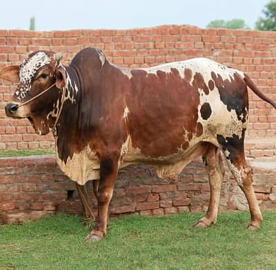 bull for sell  price 7 lakh location shujabad multan