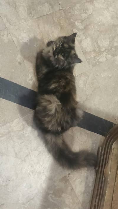 Lovely Persian Tortie Female Cat