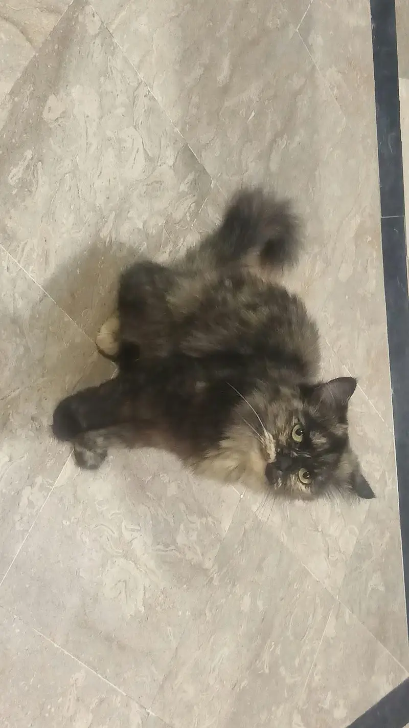 Lovely Persian Tortie Female Cat — photo 2