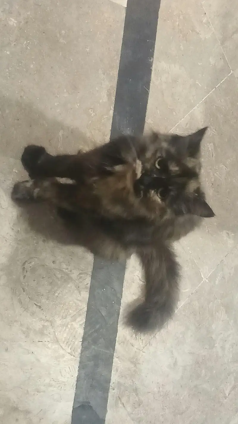 Lovely Persian Tortie Female Cat — photo 3