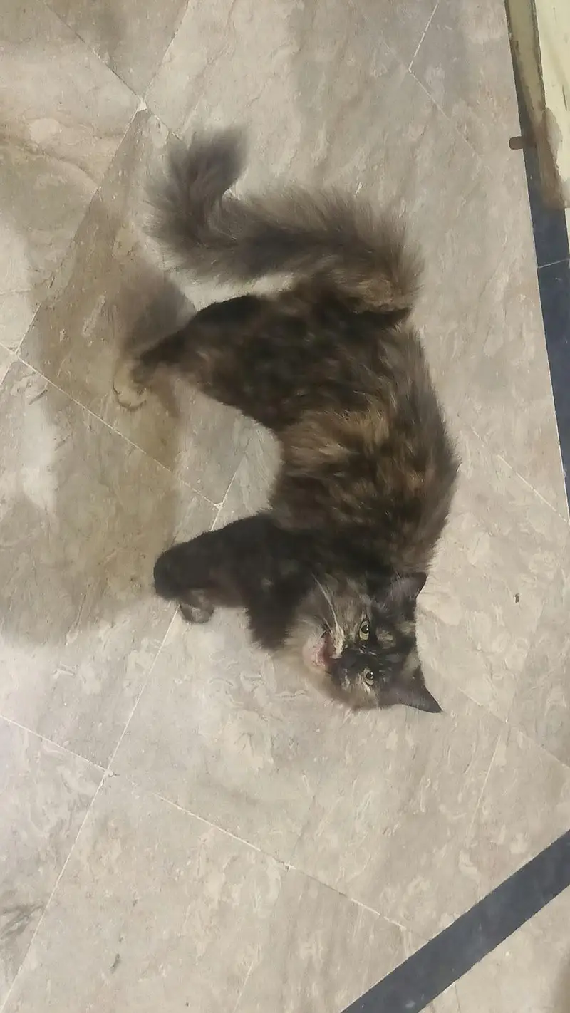 Lovely Persian Tortie Female Cat — photo 4