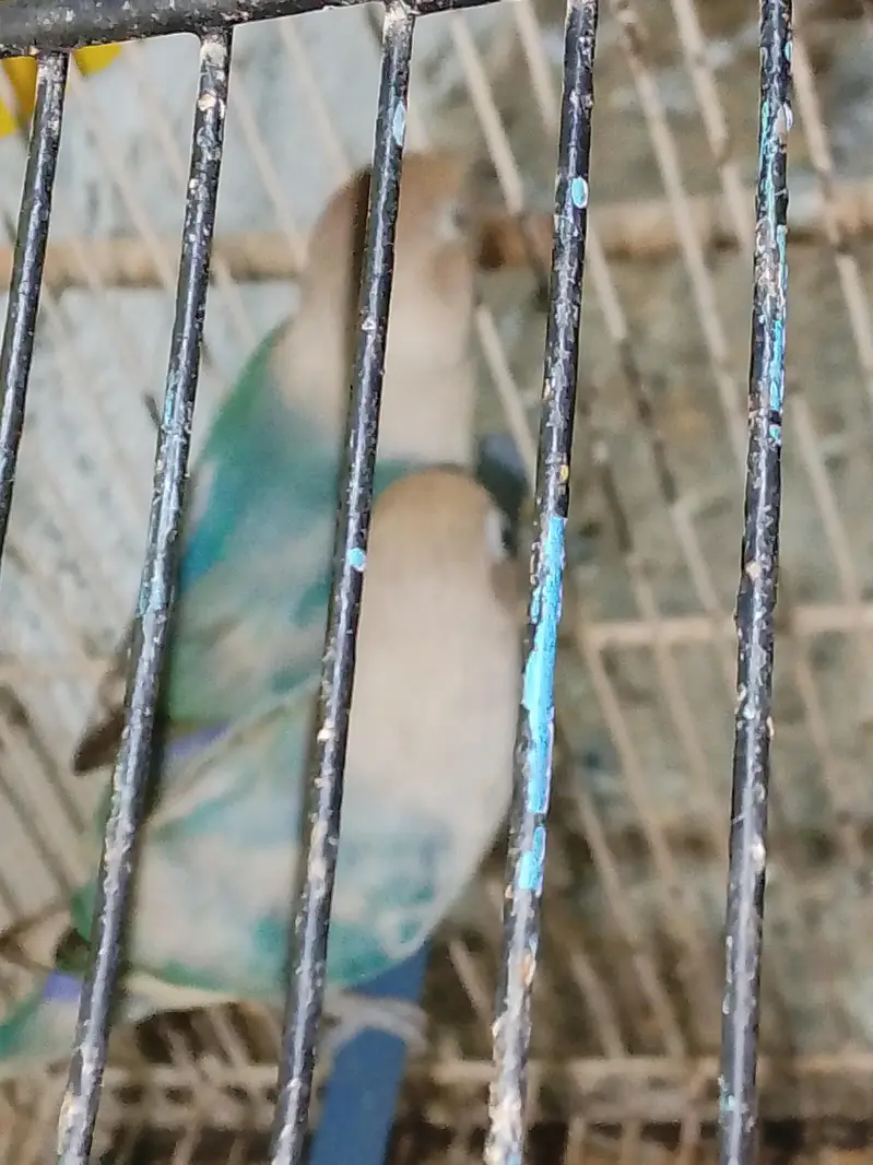 love birds — photo 3