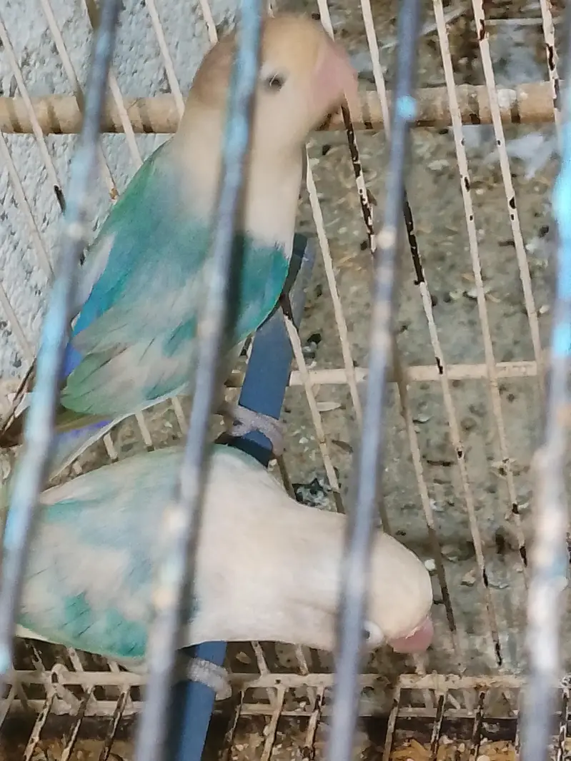 love birds — photo 4