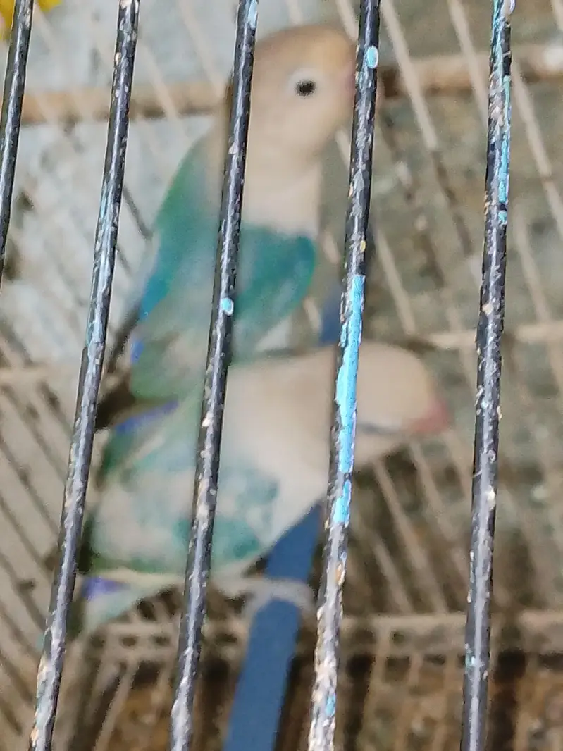 love birds — photo 5