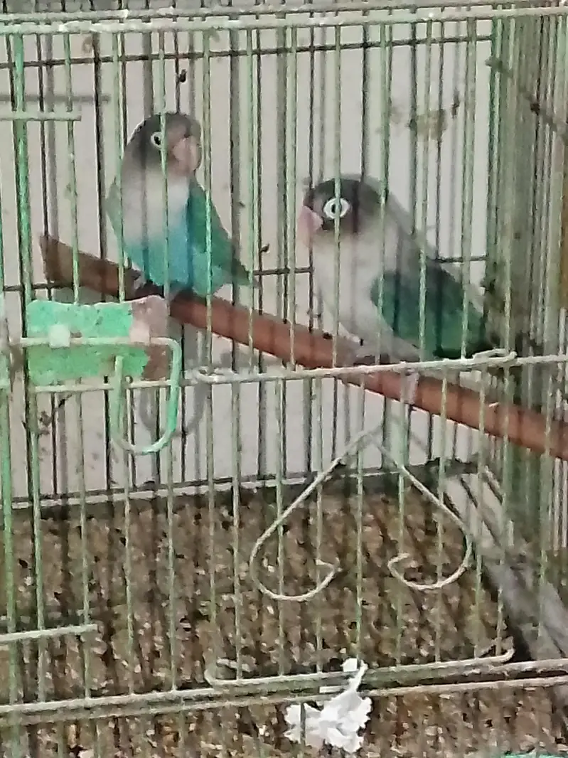 love birds — photo 6