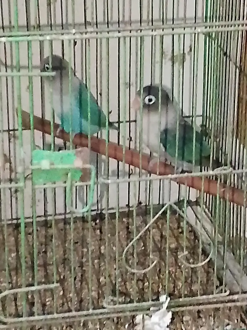 love birds — photo 7