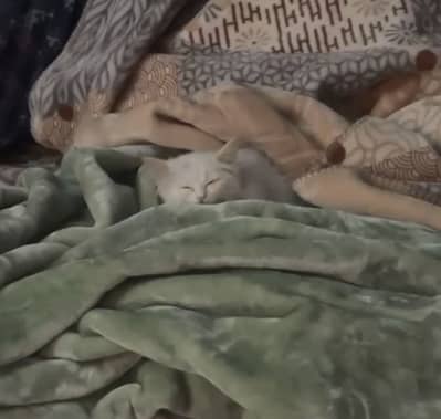 Persian Kitten White Coat