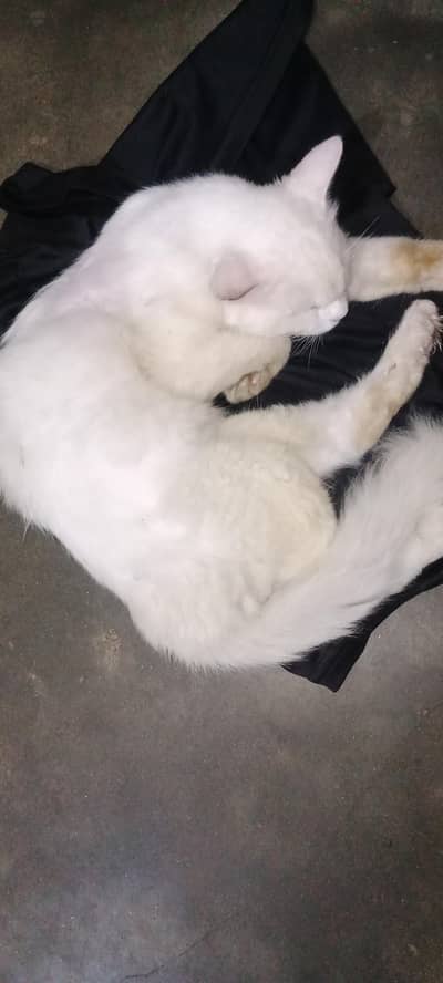 Persian Male snow white ODD eyed
