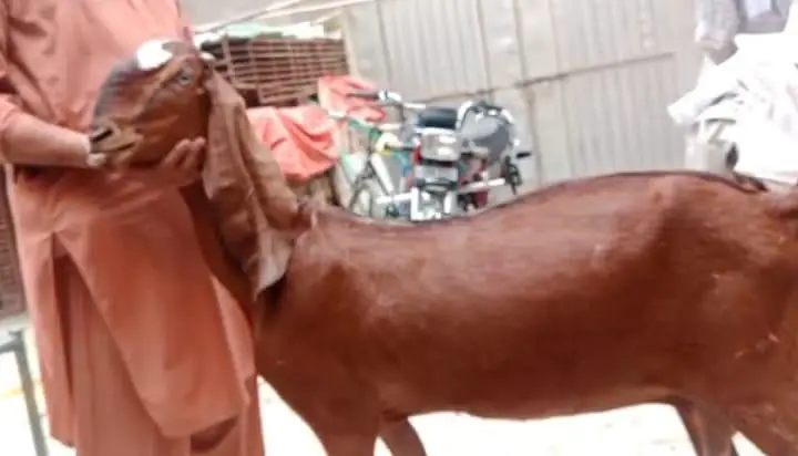 Nagri & Rajan puri bakri for sale — photo 2