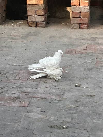 Frillback Quality breeder pair available fancy peigon bird