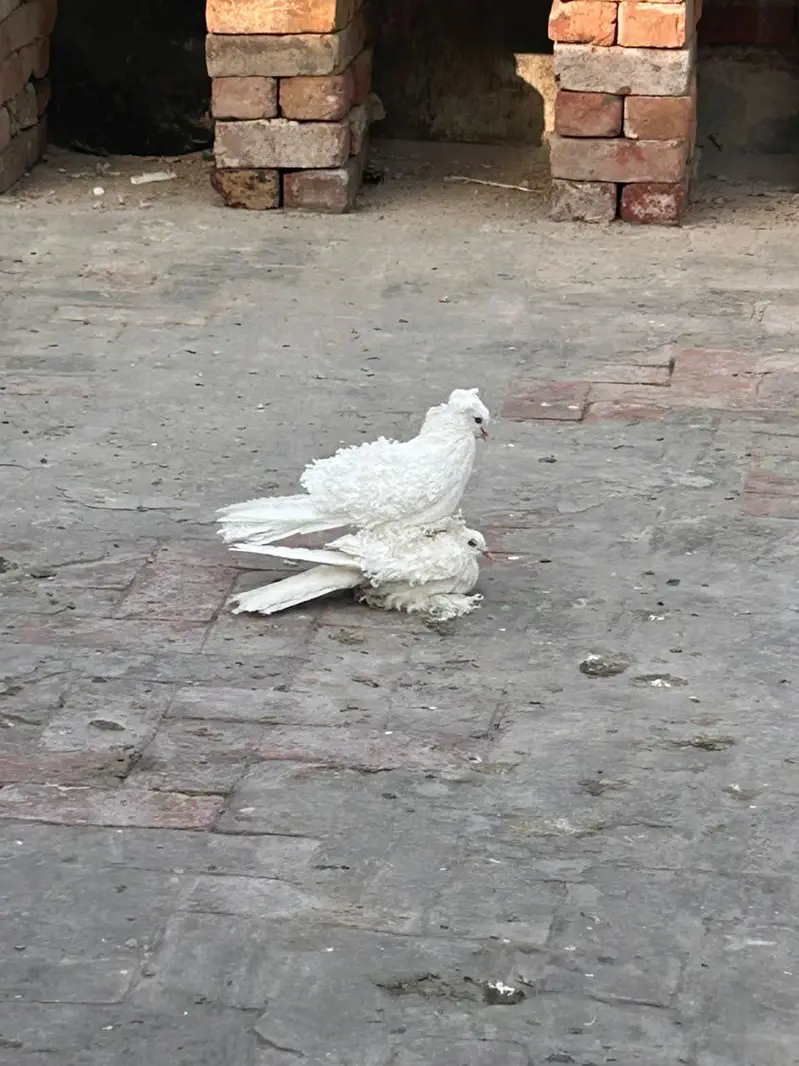 Frillback Quality breeder pair available fancy peigon bird