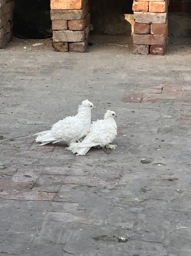 Frillback Quality breeder pair available fancy peigon bird — photo 2