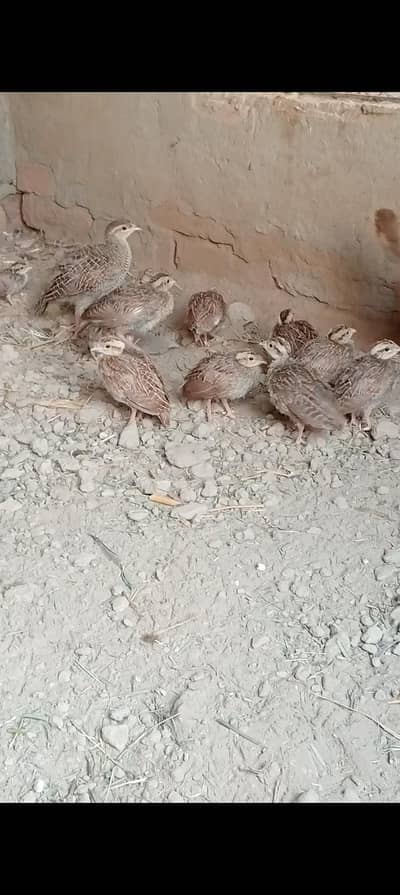 dakni teetar chicks