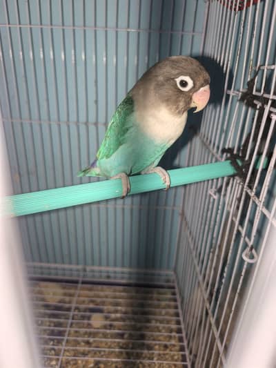 Blue masked (love bird)