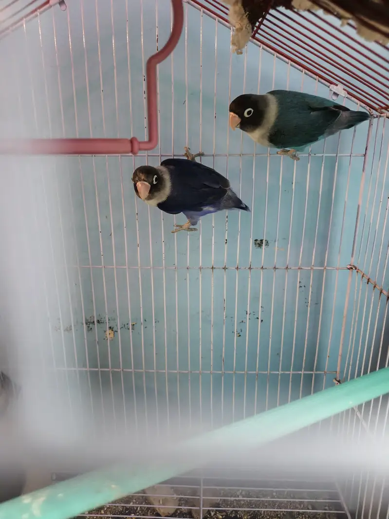 Blue masked (love bird) — photo 2