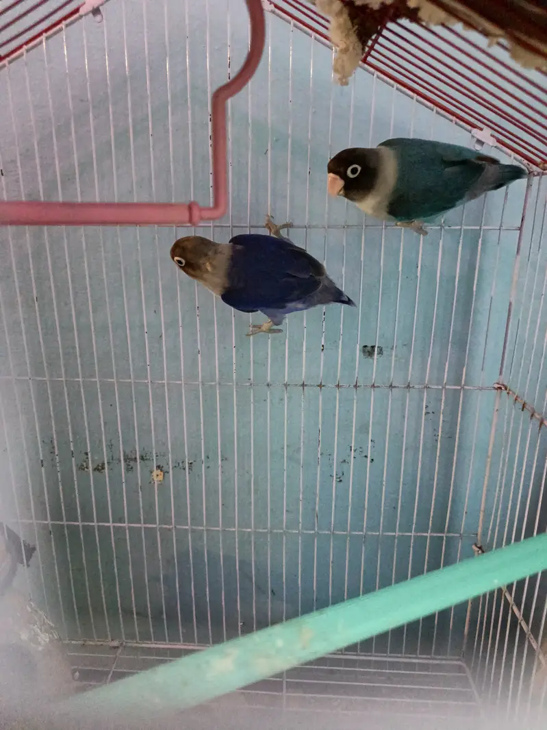 Blue masked (love bird) — photo 3