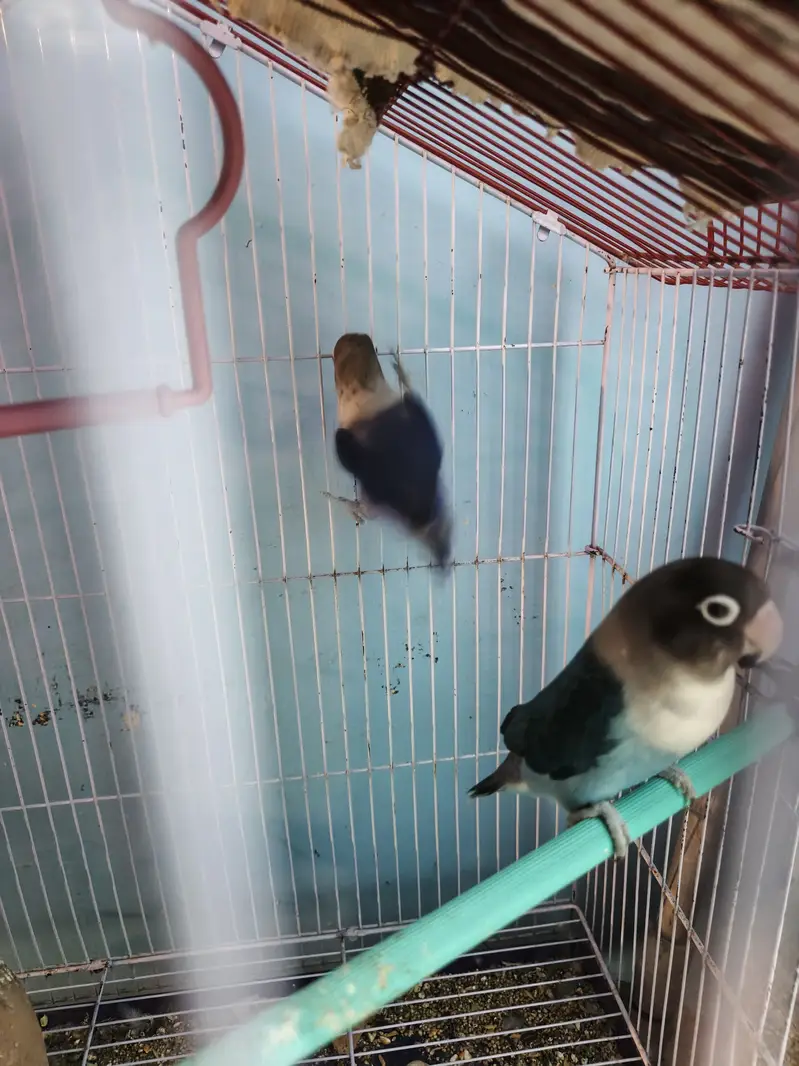 Blue masked (love bird) — photo 4