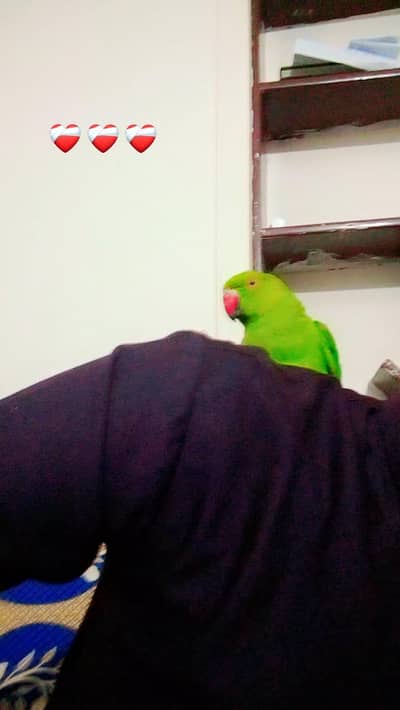 healthy parrot for sale
