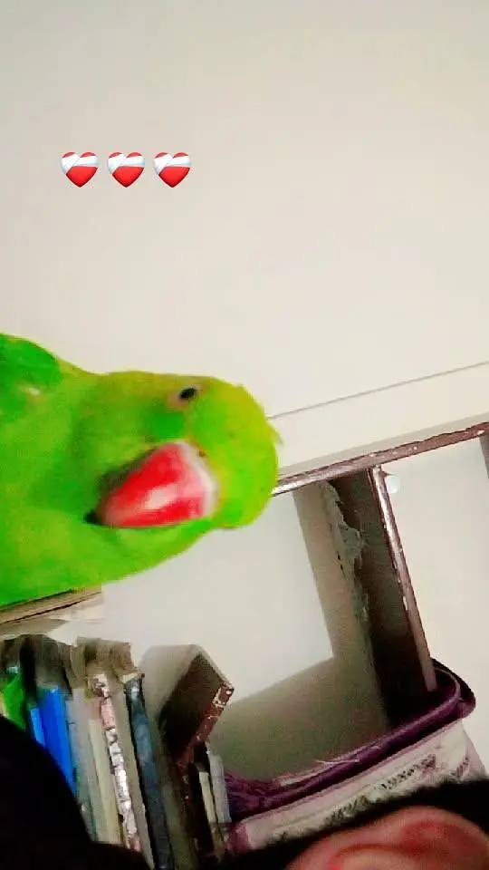 healthy parrot for sale — photo 3